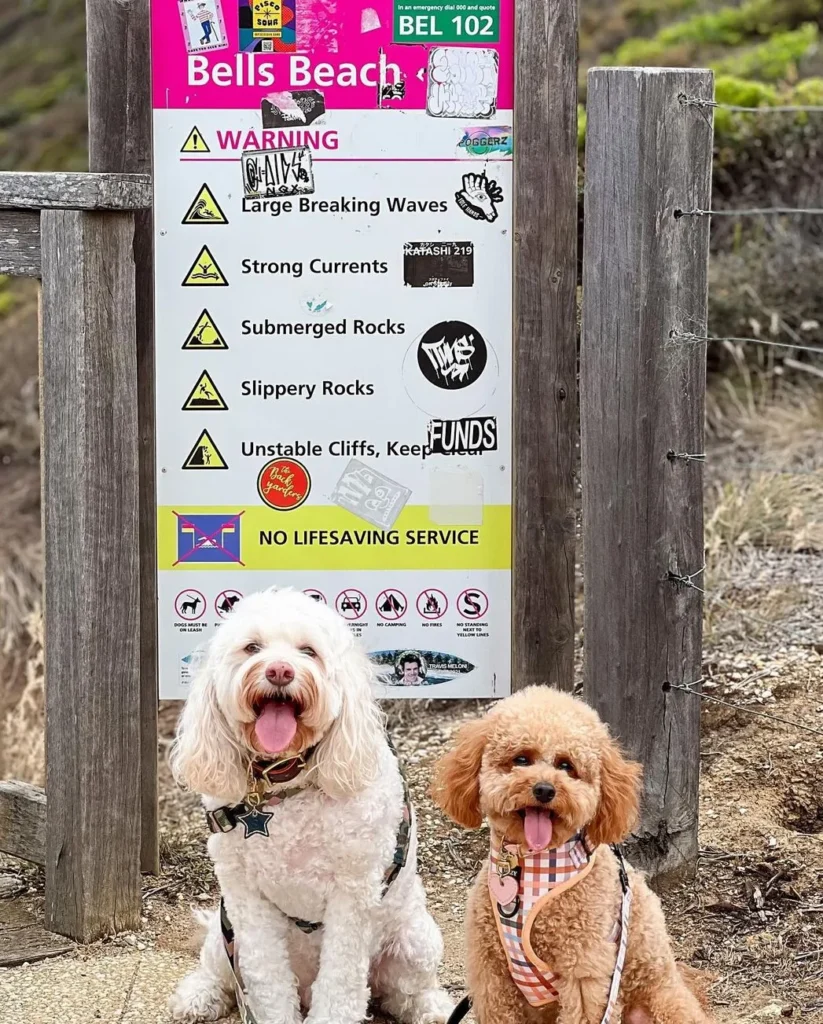 2codeornot2code | Pet-Friendly Great Ocean Road Guide: Beaches & Accommodations