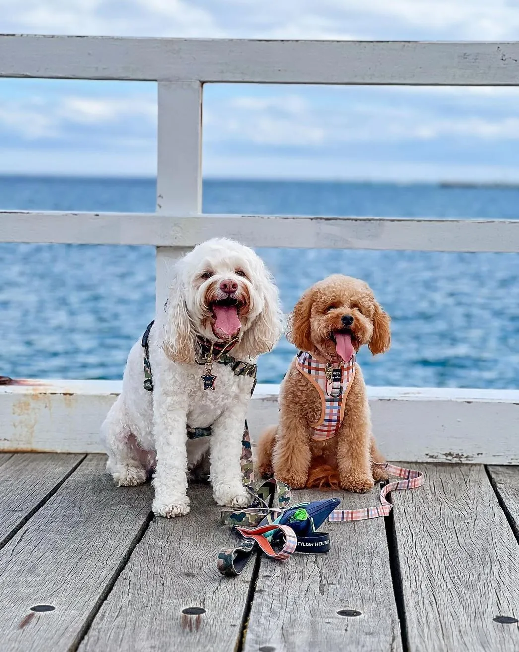 2codeornot2code | Pet-Friendly Great Ocean Road Guide: Beaches & Accommodations