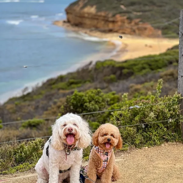 Pet-Friendly Great Ocean Road Guide