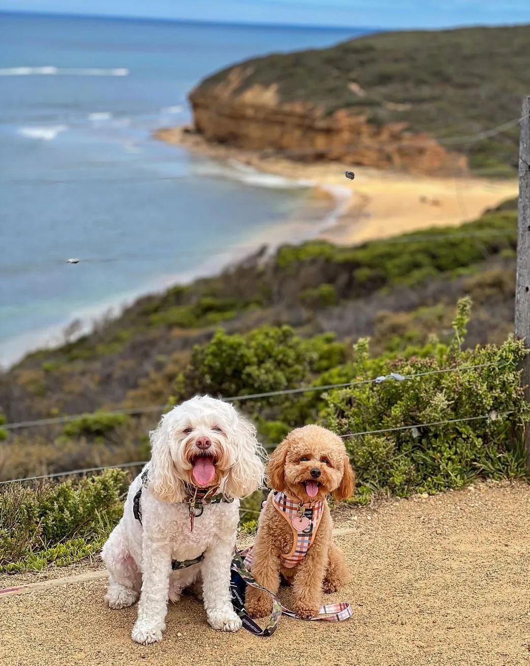 2codeornot2code | Pet-Friendly Great Ocean Road Guide: Beaches & Accommodations