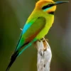 Animals in Katherine Gorge