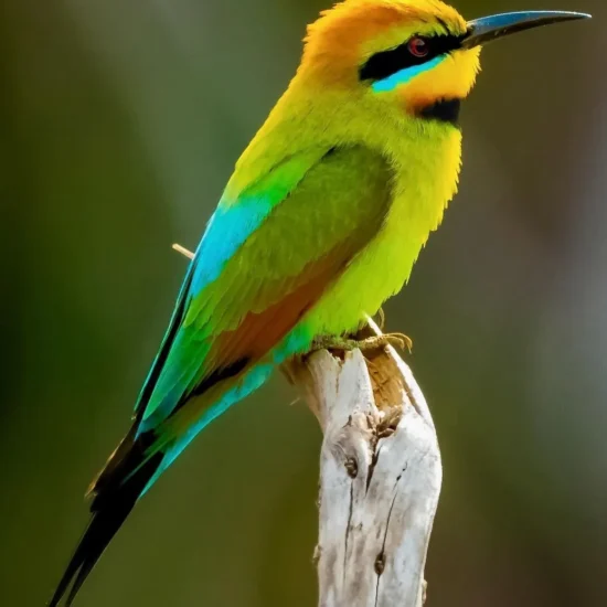 Animals in Katherine Gorge