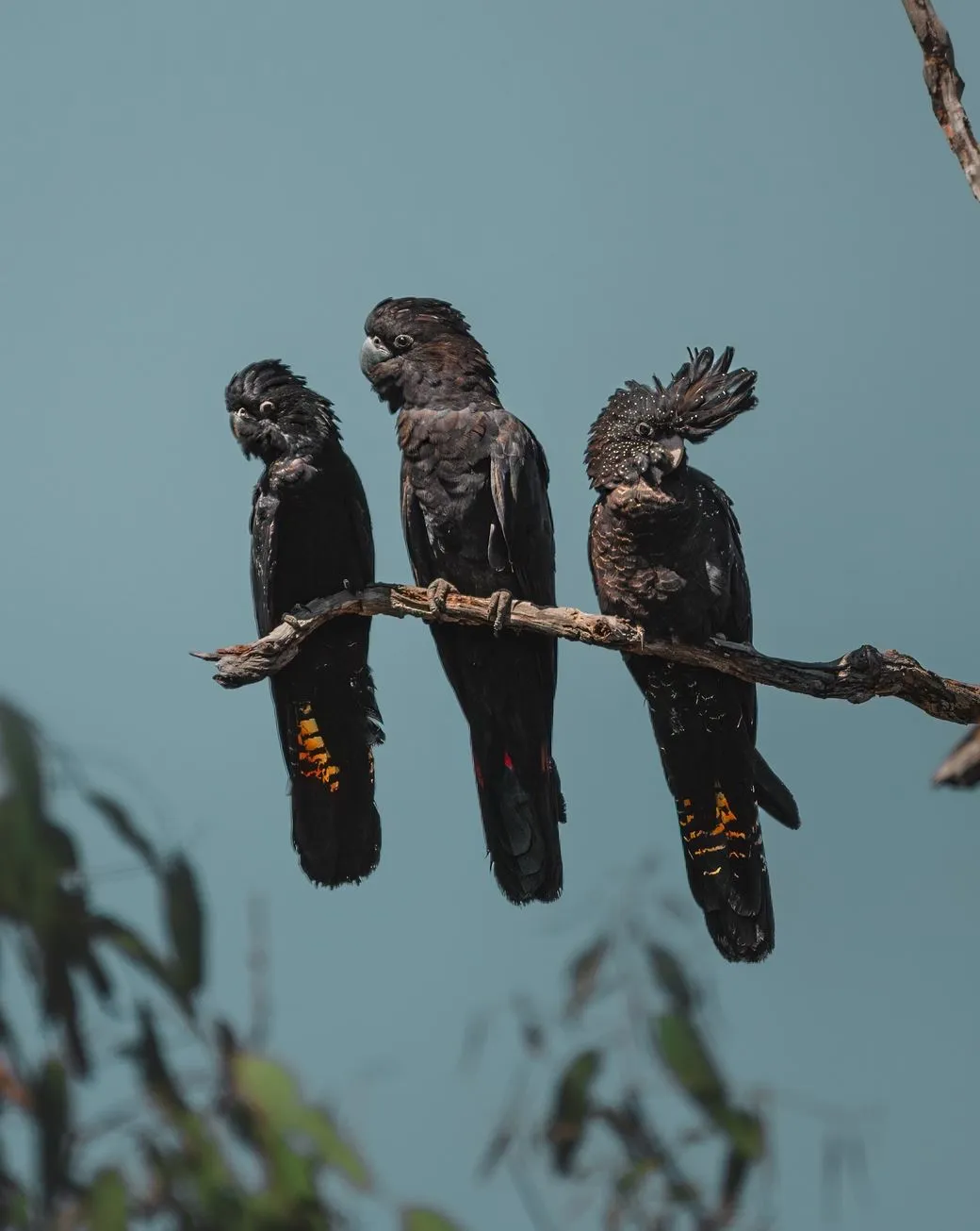 2codeornot2code | Animals in Katherine Gorge