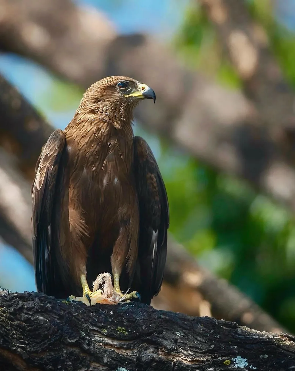 2codeornot2code | Animals in Katherine Gorge